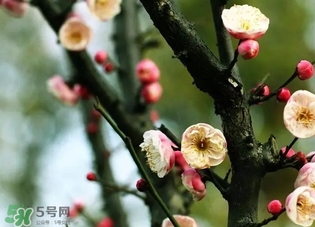 正月是臘月嗎？正月和臘月是幾月？
