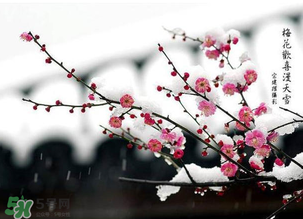 梅花可以放臥室嗎？梅花放在臥室風水好嗎？
