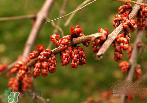 高血脂泡腳用什么藥好？高血脂用什么藥泡腳？