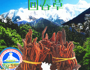 回春草多少錢一斤？回春草多少錢一克？