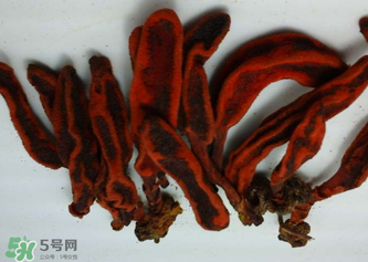 回春草有什么功效？回春草的功效與作用 