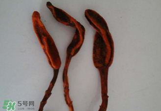 回春草有什么功效？回春草的功效與作用 
