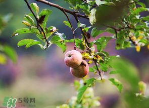 野蘋果可以泡酒嗎？野蘋果泡酒有什么功效？