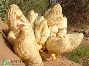 鎖陽和肉蓯蓉一起泡酒可以嗎？肉蓯蓉和鎖陽的區(qū)別