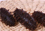干海參用熱水泡發(fā)嗎?干海參用自來(lái)水泡行嗎?