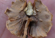 核桃分心木能泡幾次水？核桃分心木一次泡多少？