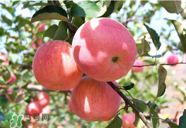 面蘋果和脆蘋果有什么區(qū)別？面蘋果和脆蘋果哪個營養(yǎng)大？