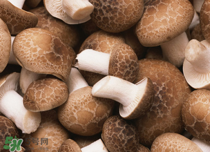 一歲寶寶可以吃香菇嗎？寶寶多大可以吃香菇？