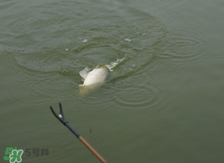 立春能釣魚嗎？立春好釣魚嗎？
