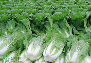 臘月吃什么蔬菜？臘月吃什么素菜？