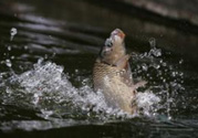 立春能釣魚嗎？立春好釣魚嗎？