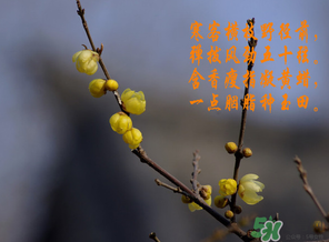 臘月有什么時(shí)候好日子？臘月有幾個(gè)黃道吉日？