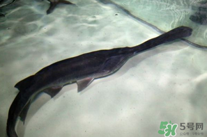 鴨嘴魚多少錢一斤？野生鴨嘴魚多少錢一斤？