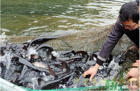 鴨嘴魚多少錢一斤？野生鴨嘴魚多少錢一斤？