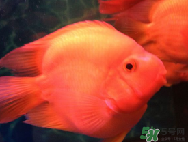 魚眼睛紅了怎么回事？魚眼睛變紅是什么原因？