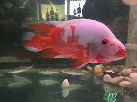 魚眼睛紅了怎么回事？魚眼睛變紅是什么原因？