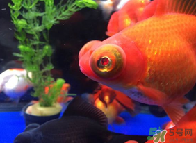魚眼睛紅了怎么回事？魚眼睛變紅是什么原因？