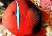 魚眼睛紅了怎么回事？魚眼睛變紅是什么原因？