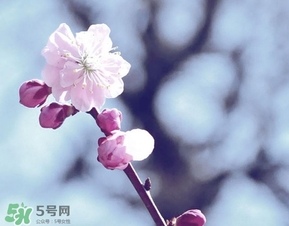 立春吃什么蔬菜？立春時令蔬菜推薦