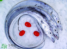 帶魚多少錢一斤？帶魚多少錢一箱？