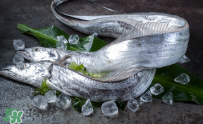 帶魚多少錢一斤？帶魚多少錢一箱？