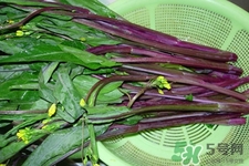 紅菜苔是苦的嗎？紅菜苔為什么有苦味？