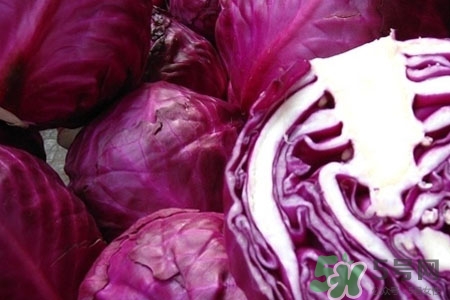 紫甘藍是轉(zhuǎn)基因食品嗎？紫甘藍是轉(zhuǎn)基因蔬菜嗎？
