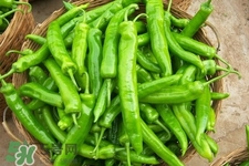 青椒可以放冰箱嗎？為什么青椒不能放冰箱？