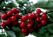 車(chē)?yán)遄邮裁搭伾?？?chē)?yán)遄宇伾缴钤胶脝幔?><p><strong>車(chē)?yán)遄邮裁搭伾?？?chē)?yán)遄宇伾缴钤胶脝幔?/strong></p></a></li> <li><a href=