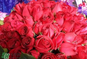情人節(jié)送什么顏色的玫瑰花好？情人節(jié)送幾朵玫瑰花好？