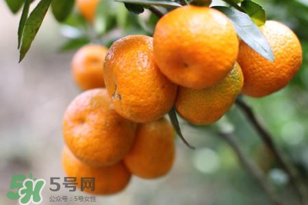 沙糖桔可以放冰箱保存嗎？沙糖桔能冷凍嗎？