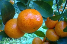 冰糖橘熱量高嗎？吃冰糖橘會發(fā)胖嗎？