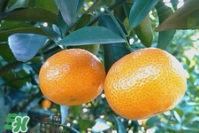 糖尿病可以吃橘子嗎？糖尿病任能吃橘子嗎？