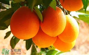吃臍橙會(huì)上火嗎？臍橙吃多了會(huì)上火嗎？
