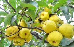 冬天吃梨子太冰怎么辦？冬天怎么吃梨子不冰？