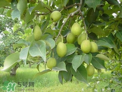 香梨的皮能吃嗎？香梨皮的好處