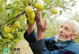 香梨吃多了會(huì)怎樣？香梨一天可以吃幾個(gè)？