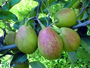 香梨吃多了會(huì)怎樣？香梨一天可以吃幾個(gè)？