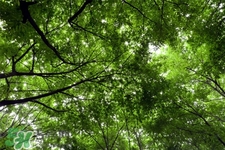 春天為什么要養(yǎng)肝？為什么春季要養(yǎng)肝？