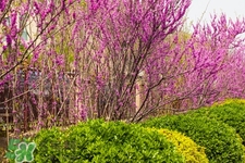 春季養(yǎng)生需注意什么？春季養(yǎng)生宜分三個(gè)時(shí)間段