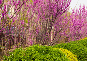 春天養(yǎng)生吃什么菜好？春季養(yǎng)生必吃四種養(yǎng)生菜