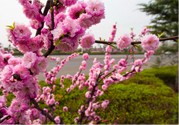 春天養(yǎng)生吃什么粥好？春季養(yǎng)生粥品有哪些？