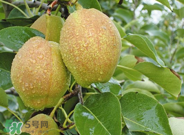 香梨怎么保存？香梨可以放冰箱嗎？