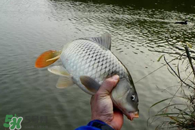 立春后能釣魚(yú)嗎？立春后好釣魚(yú)嗎？