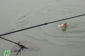 立春后能釣魚(yú)嗎？立春后好釣魚(yú)嗎？