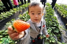 剛摘的草莓可以吃嗎？剛摘的草莓不洗能吃嗎？