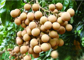 桂圓皮長(zhǎng)霉了能吃嗎？桂圓皮發(fā)霉了里面可以吃嗎？