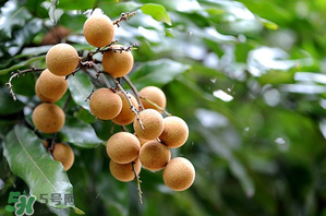 龍眼一天吃多少合適？每天吃幾個(gè)龍眼合適？