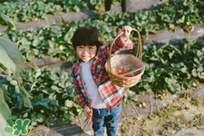 孕婦可以去摘草莓嗎？懷孕了能去摘草莓嗎？