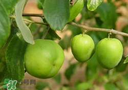 吃青棗會拉肚子嗎？拉肚子可以吃青棗嗎？